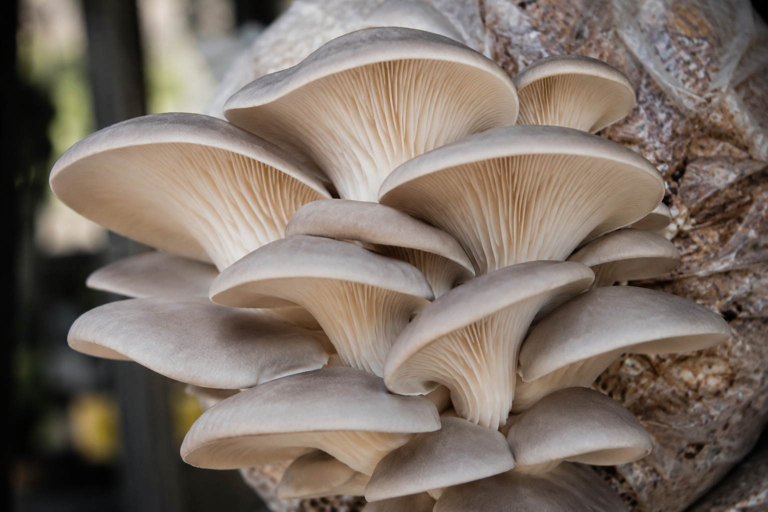 Oyster Mushroom